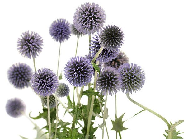 Echinops come parte dell'albero Hondro Sol Valgus